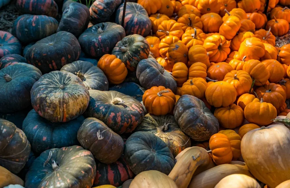 Orange and dark pumpkins displayed together at an autumn market