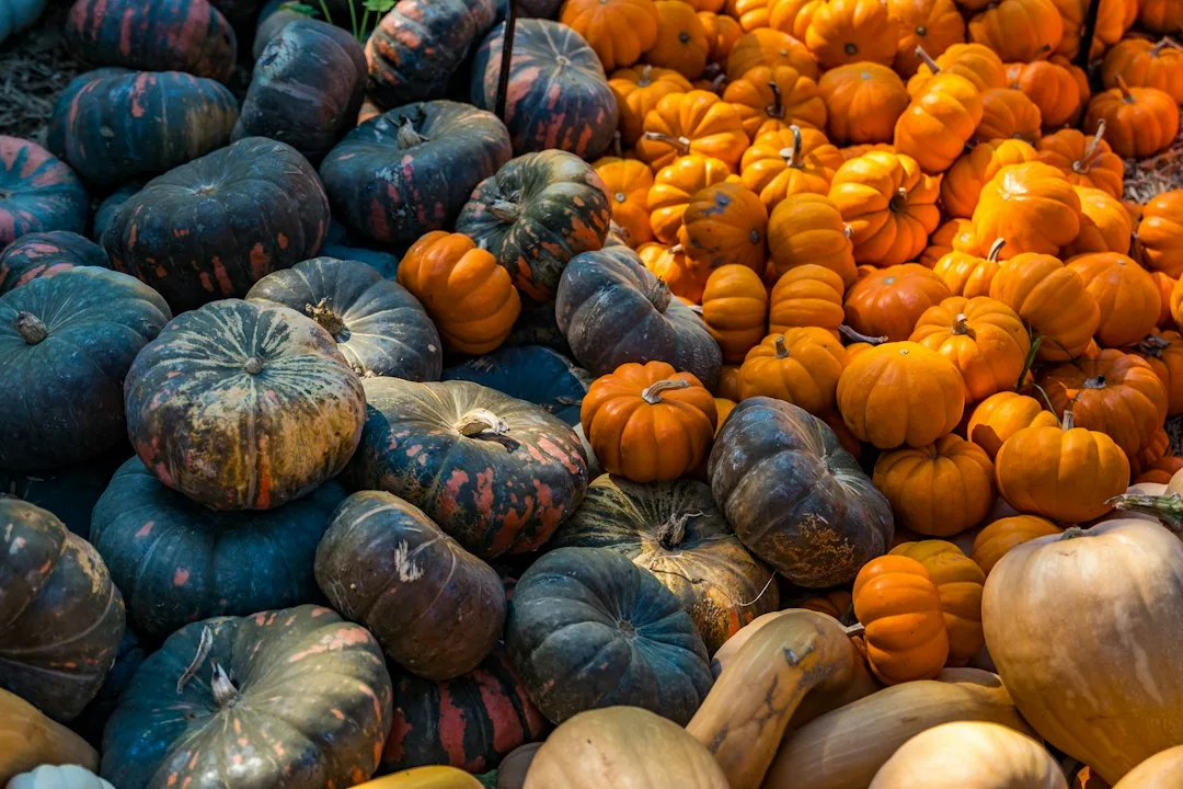 Orange and dark pumpkins displayed together at an autumn market