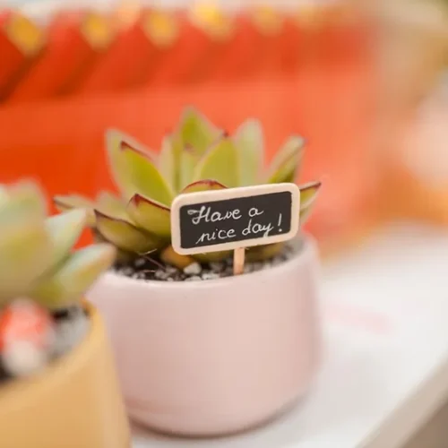 Beautiful potted plant gift showing the meaning of receiving a plant from someone special