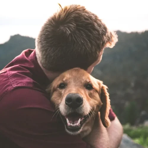 Collection of thoughtful pet memorial gifts including engraved stones, photo frames, and comfort items arranged sensitively